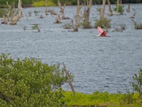 Roseate Spoonbill in flight