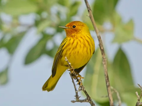 Mangrove Yellow Warbler, Cozumel form
