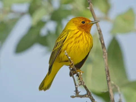Mangrove Yellow Warbler, Cozumel form