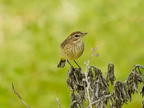 Palm Warbler
