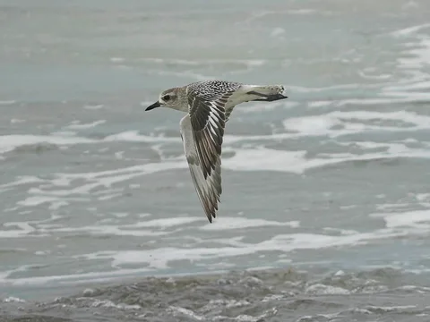 Black-bellied Plover, flying