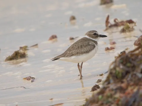 Wilson's Plover
