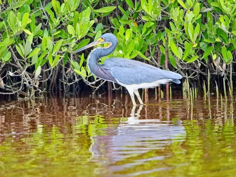 Tricolored Heron