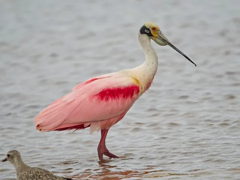 Roseate Spoonbill