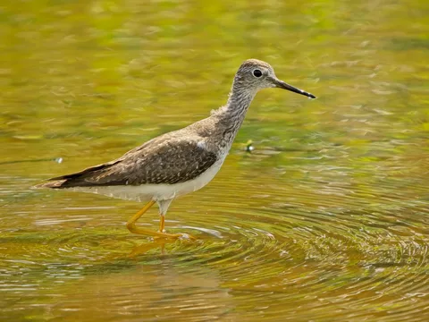 Lesser Yellowlegs