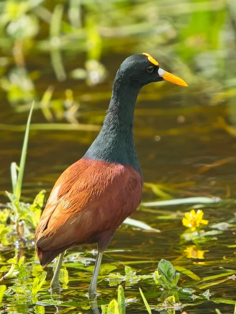 Northern Jacana