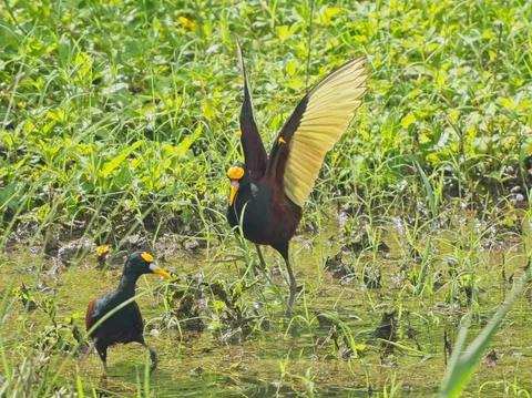 Northern Jacana