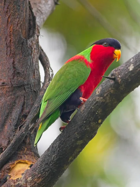 Collared Lory