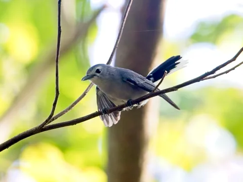 Slaty Monarch