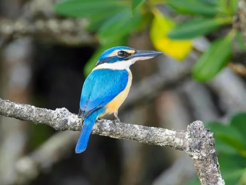 Pacific Kingfisher