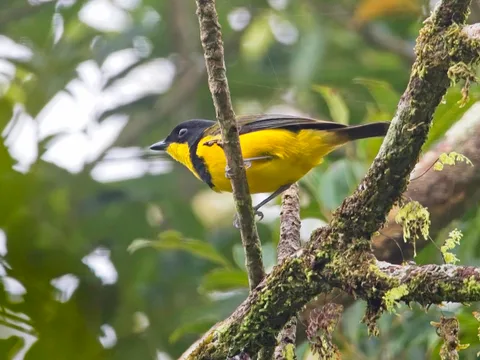 Fiji Whistler