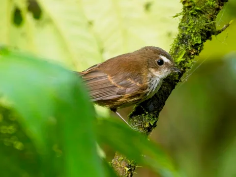 Fiji Fantail