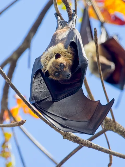 Insular Flying Fox