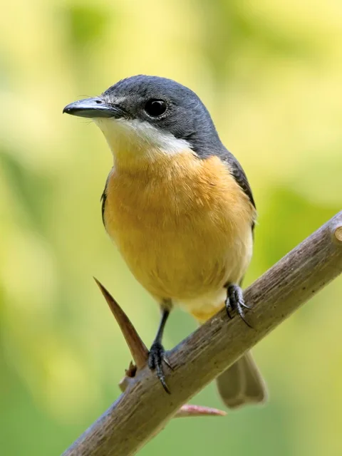 Vanikoro Flycatcher