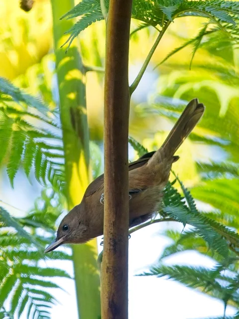 Fiji Shrikebill