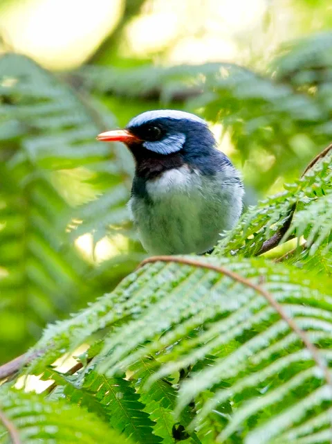 Azure-crested Flycatcher