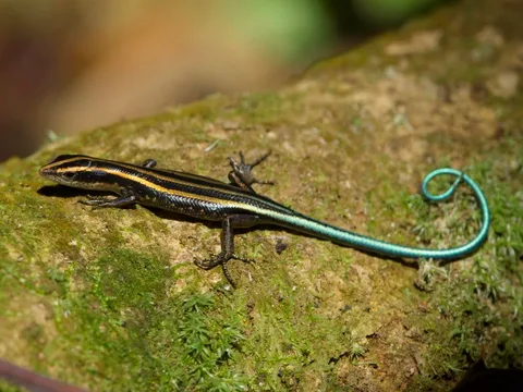 Pacific Bluetail Skink