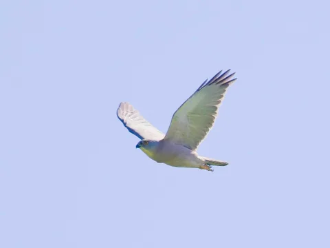 Fiji Goshawk