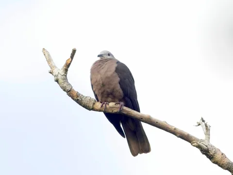 Barking Imperial-Pigeon