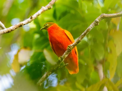Orange Dove