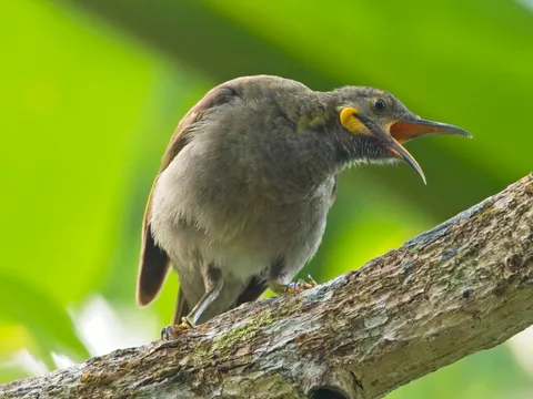 Northern Wattled-Honeyeater