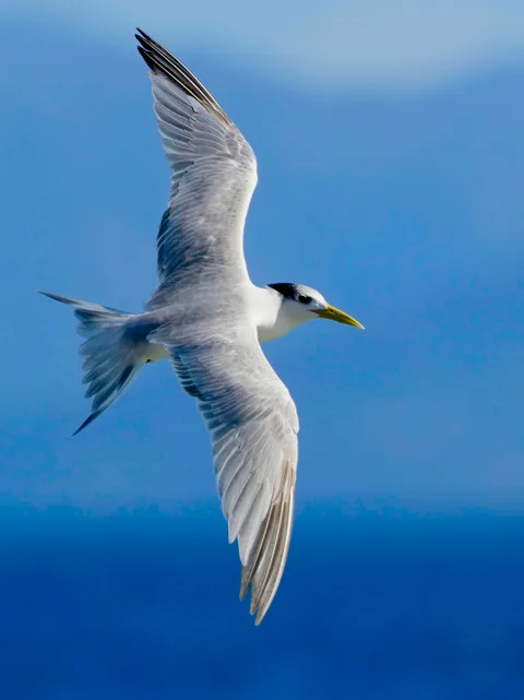 Great Crested Tern
