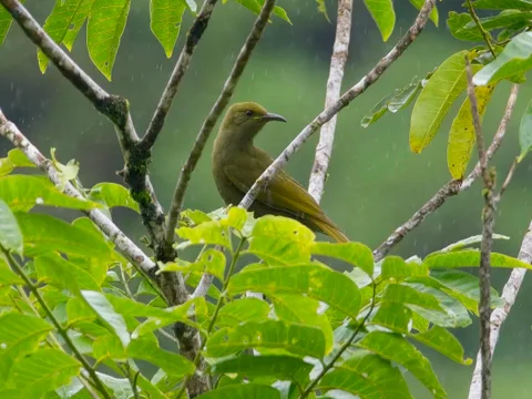 Chattering Giant-Honeyeater