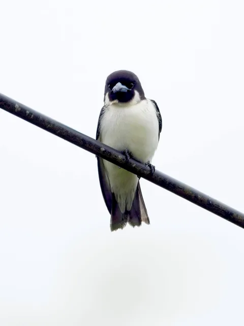 Fiji Woodswallow