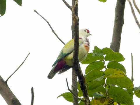 Many-colored Fruit-Dove