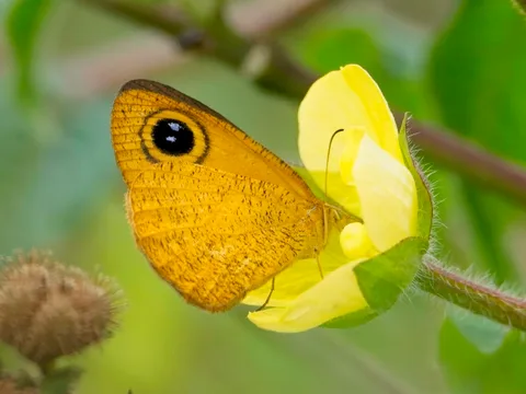 Common Fijian Ringlet