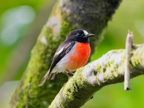 Pacific Robin