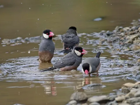 Java Sparrow