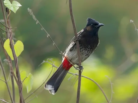 Red-vented Bulbul