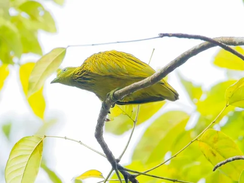 Golden Dove, male
