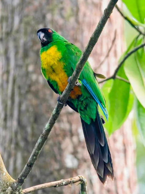 Masked Shining-Parrot