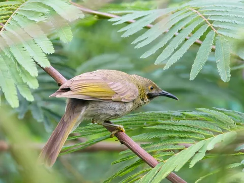 Western Wattled-Honeyeater