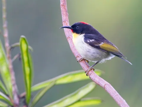 Orange-breasted Myzomela