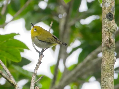 Layard's White-eye