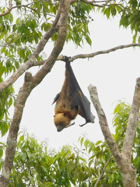 Samoan Flying Fox