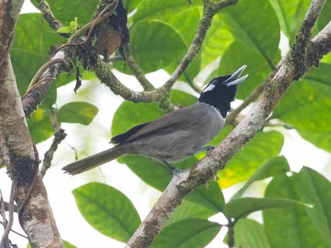Black-throated Shrikebill