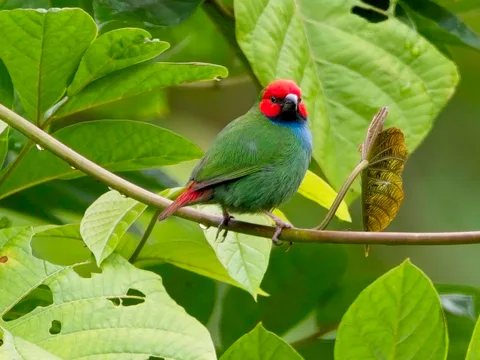 Fiji Parrotfinch