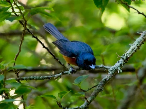 Vanikoro Flycatcher, male