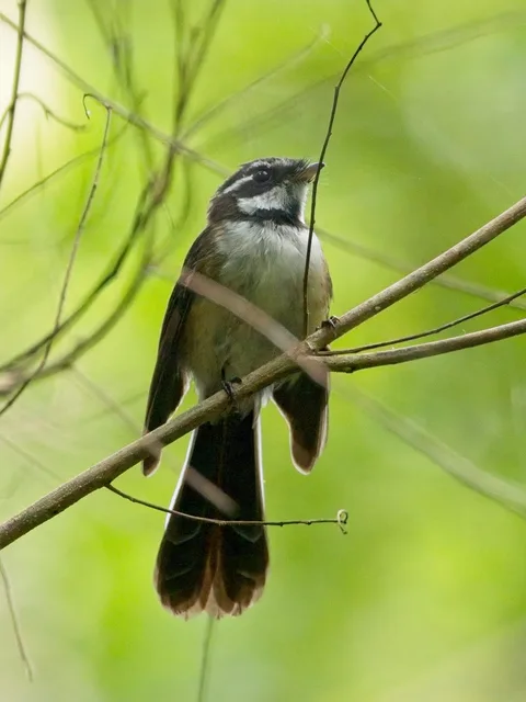 Kadavu Fantail