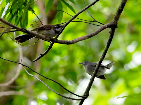 Kadavu Fantail and Slaty Monarch