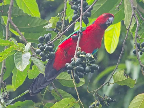 Crimson Shining-Parrot