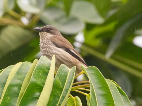 Polynesian Starling