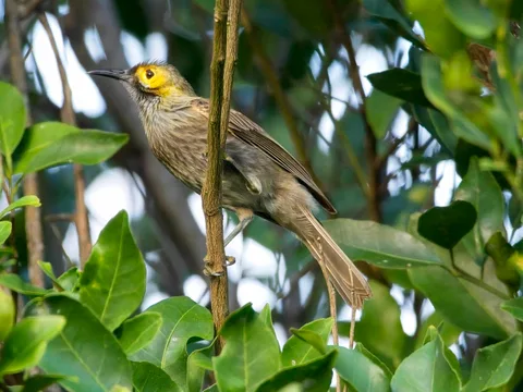 Kadavu Honeyeater