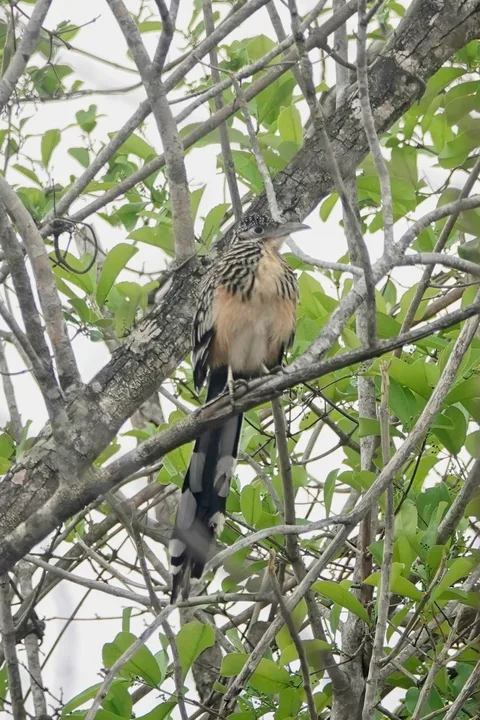Lesser Roadrunner