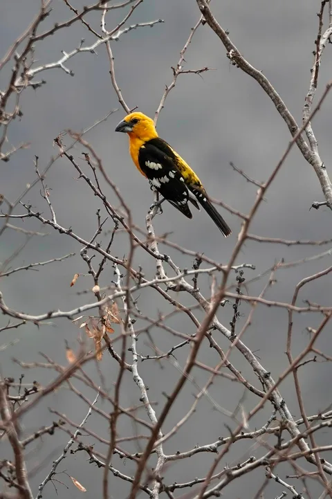 Yellow Grosbeak