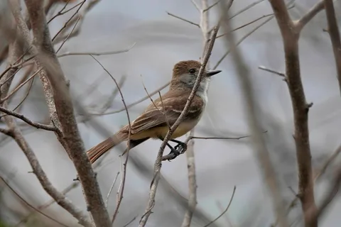 Ash-throated or Nutting's Flycatcher